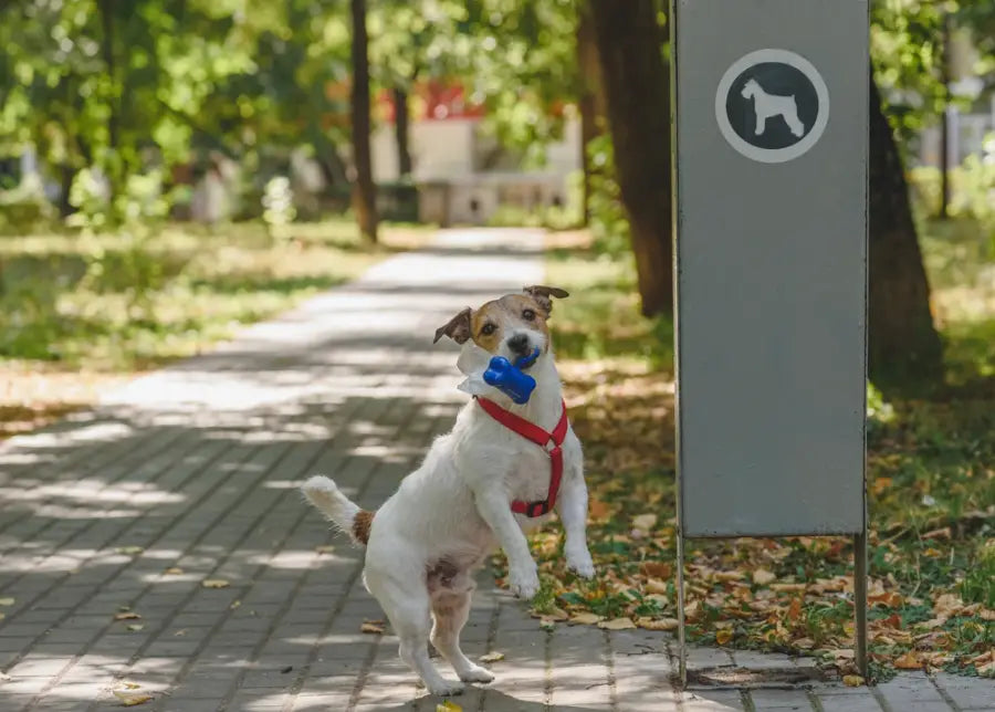 Guide To Burying A Dog With Their Favorite Things