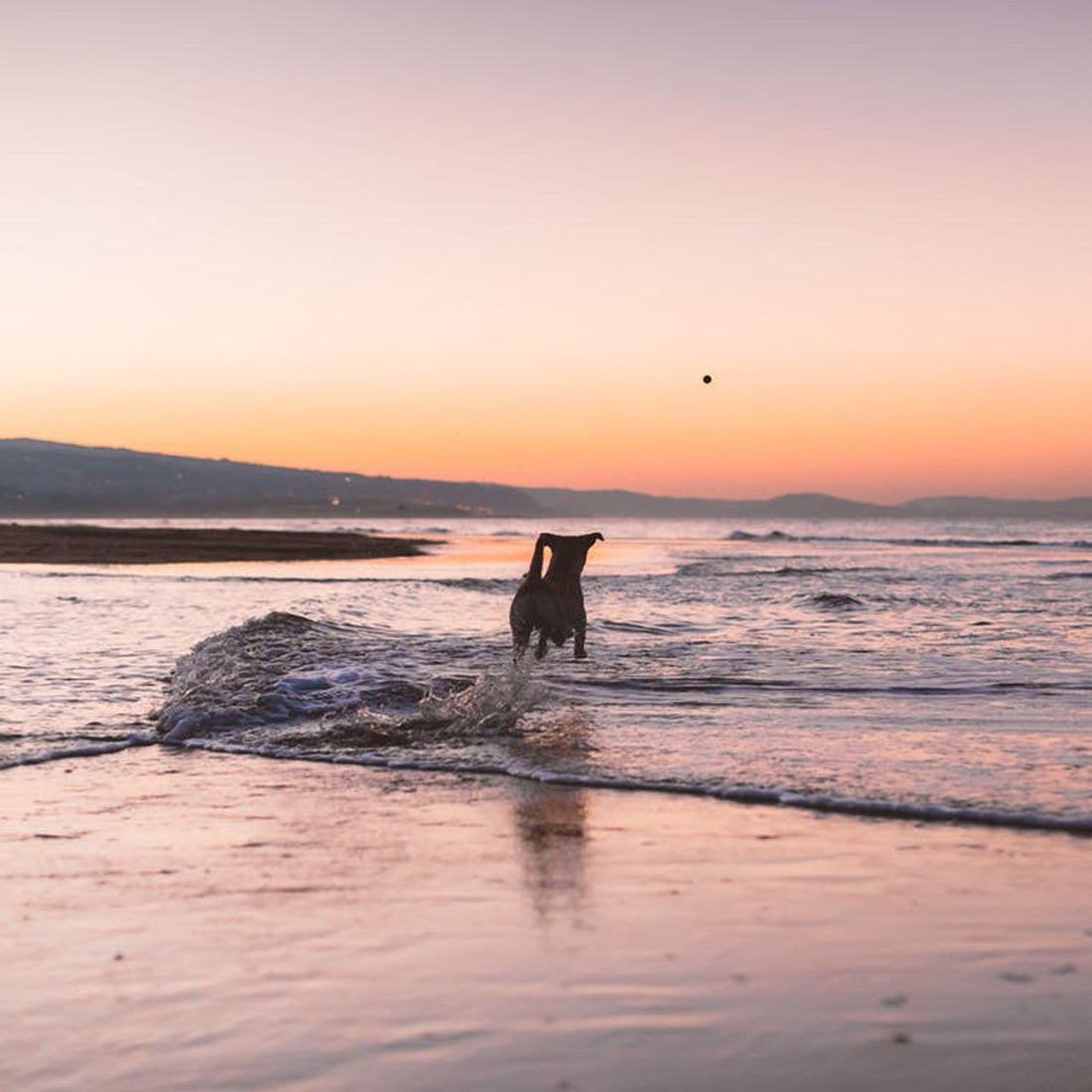 What To Do When A Pet Dies