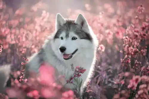 Pet Cremation Laws and Regulations: Important Considerations
