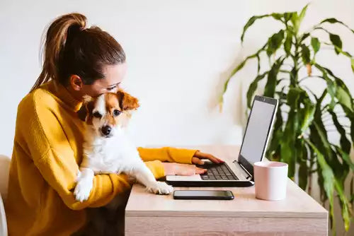 Pet Cremation And Digital Legacies: Managing Online Presence After Loss