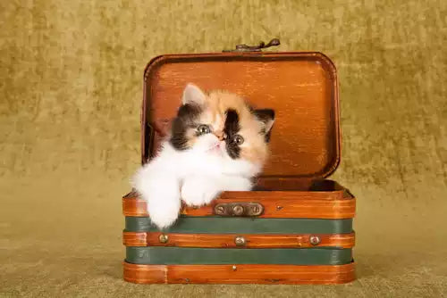 Pet Coffins with Insulation: Ensuring Preservation in Various Climates