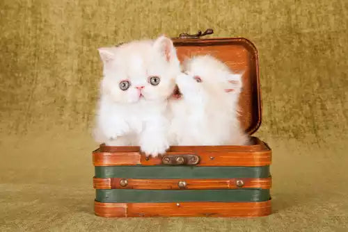 Pet Caskets for Different Pet Sizes and Species: Cats, Dogs, Birds, and More