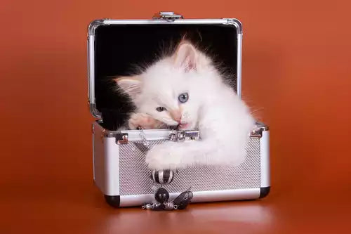 Pet Coffins for Cremation: Options for Ashes and Remains