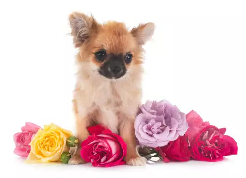 Pet Funeral Floral Arrangements: Symbolic Meanings and Choosing the Right Flowers