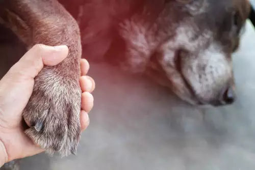 The Unique Bond between Humans and Pets: Understanding Loss and Attachment
