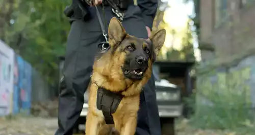 Pet Coffins for Service Animals: Honoring Their Dedicated Service