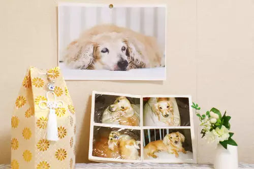 Pet Funeral Programs and Memorial Cards: Designing Beautiful Remembrance Stationery