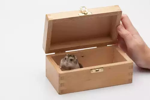 Pet Coffins for Unconventional Pets: Reptiles, Rodents, and Birds