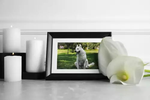 Coping with the Loss of a Beloved Pet: Strategies for Pet Care, Grief ...