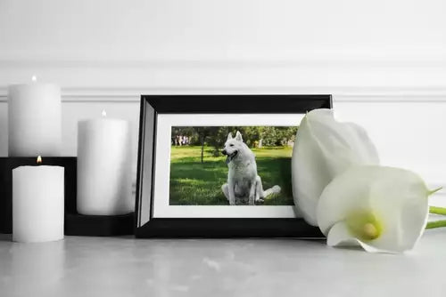 Coping with the Loss of a Beloved Pet: Strategies for Grief and Healing