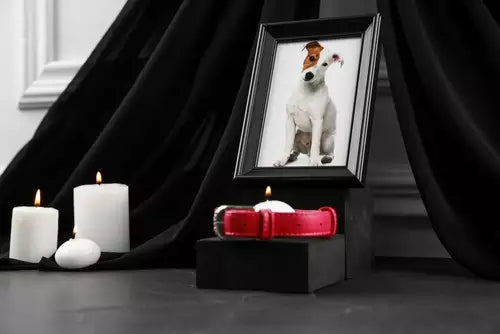Pet Coffins and Personalization: Engraving, Photos, and Memories