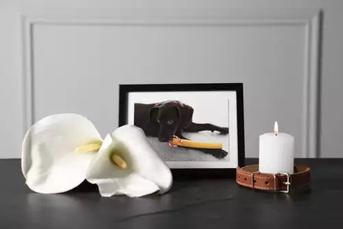 Holding a Pet Funeral at Home: Creating a Personal and Intimate Farewell