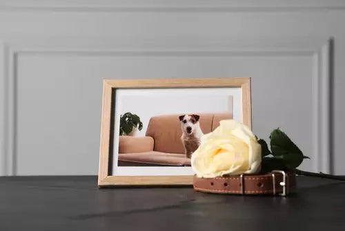 Pet Funeral Videography: Creating Tribute Videos to Remember Your Pet