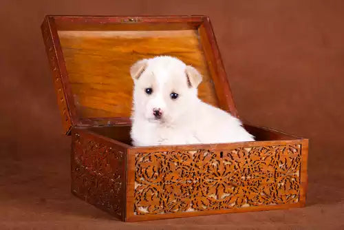 Pet Coffins for Small Breeds and Toy Pets: Delicate and Elegant Designs