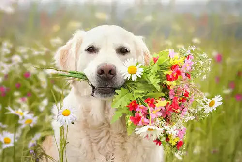 Pet Coffins for Memorial Gardens: Creating Serene Resting Places